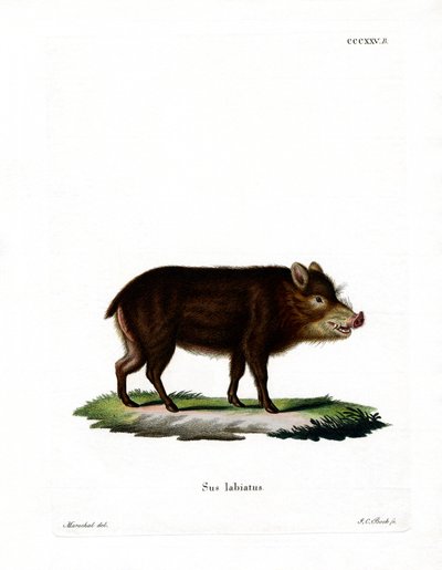 Pecari-de-lábios-brancos de German School