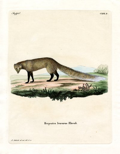 Mangusto de cauda branca (gravura colorida) de German School