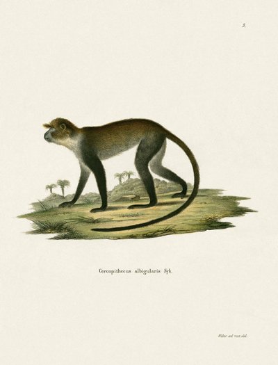 Macaco-de-garganta-branca de German School