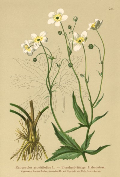 Botões Brancos Solteiros (Ranunculus aconitifolius) de German School