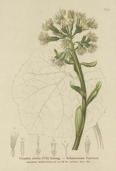 Carrapicho Branco (Petasites niveus, Petasites albus) de German School