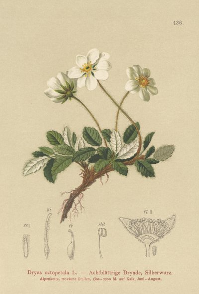 Dryas Brancas de German School