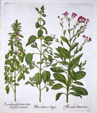 Horehound branco, Horehound e Mint, de Hortus Eystettensis, por Basil Besler (1561-1629), pub. 1613 (gravura colorida à mão) de German School