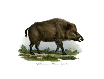 Javali, 1860 de German School