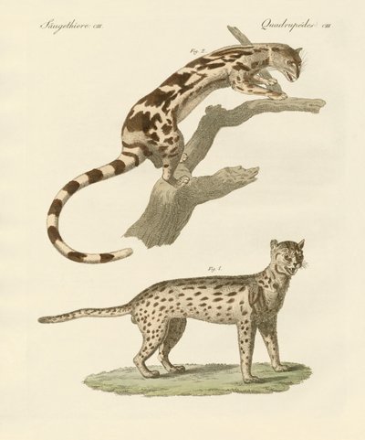 Animais selvagens de German School