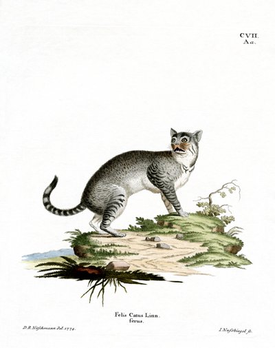Wildcat (gravura colorida) de German School