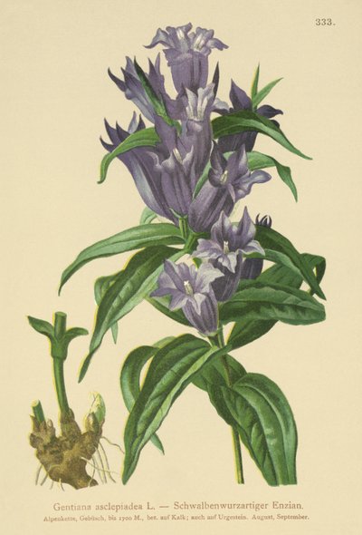 Genciana de salgueiro (Gentlia asclepiadea) de German School