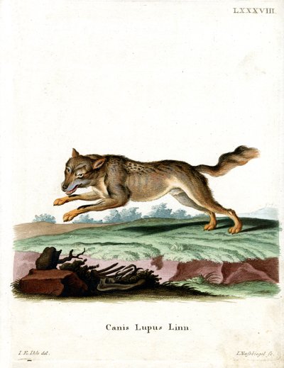 Lobo (gravura colorida) de German School