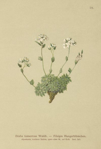 Grama de Wolley Whitlow (Draba tomentosa) de German School
