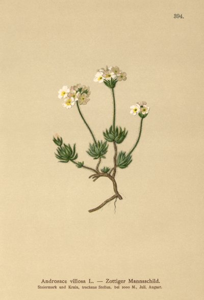 Wolly Rock Jasmine (vilosa de Androsace) de German School