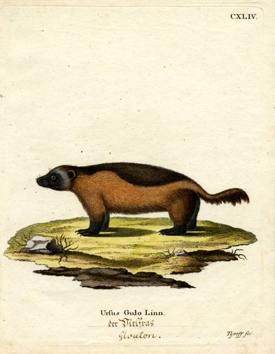 Wolverine (gravação a cores) de German School