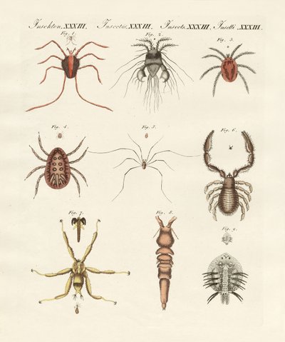 Insetos maravilhosos (gravura colorida) de German School
