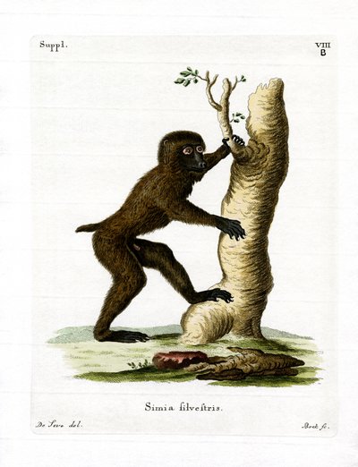Babuíno de madeira (gravação a cores) de German School
