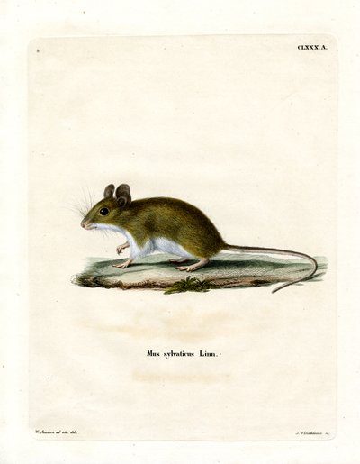 Rato de madeira (gravura a cores) de German School