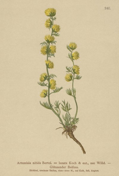 Absinto (Artemisia nitida, Artemisia lantana) de German School