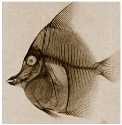 Raio X de um peixe c.1890 de German School