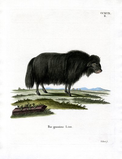 Yak (gravação a cores) de German School
