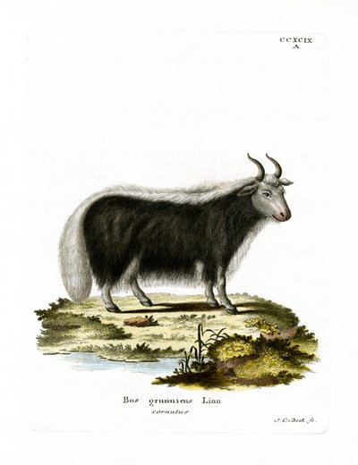 Yak (gravação a cores) de German School