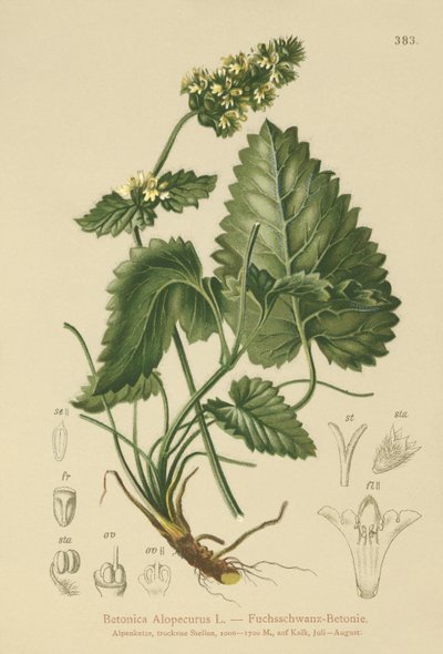 Betânia Amarela (Betonica Alopecurus, Stachys alopecuros) de German School