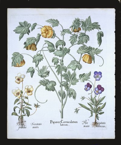 Papoila Horned amarela, do Hortus Eystettensis por Basil Besler (1561-1629), bar. 1613 (gravura colorida à mão) de German School