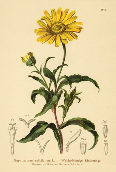 Boi-olho amarelo (Buphthalmum salicifolium) de German School