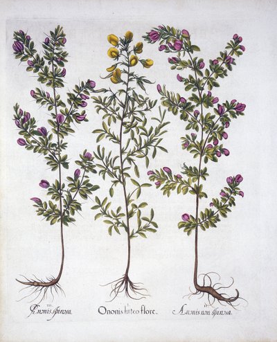Resto-grade amarela, Resto-grade cor-de-rosa e Resto-Grade espinhosa cor-de-rosa, de Hortus Eystettensis, por Basil Besler (1561-1629), bar. 1613 (gravura colorida à mão) de German School