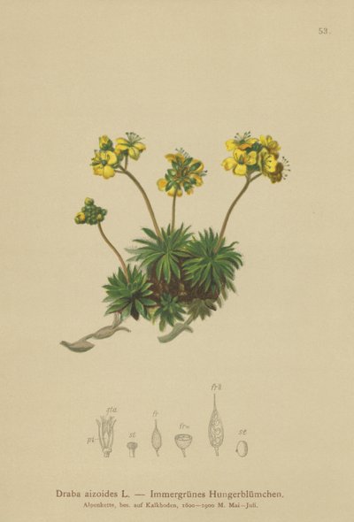 Whitlow-grama amarela (Draba aizoides) de German School