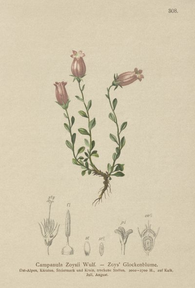 Zois Bellflower (Campanula Zoysii) de German School