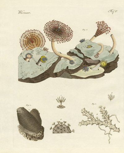 Zoofitos e plantas animais de German School