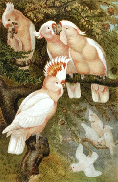 dnca Cockatoo, prato de "Brehms Tierleben": Allgemeine Kunde des Tierreichs", vol.5, p.380, publicado pelo Bibliographisches Institut de German School
