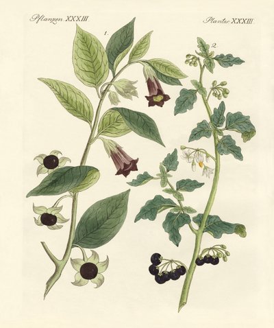 plantas venenosas indígenas de German School