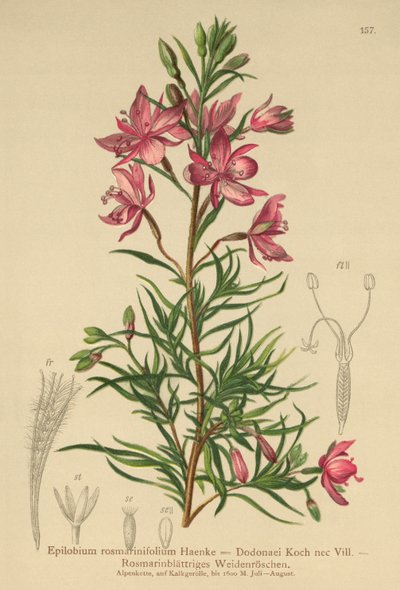 salgueiro com folhas de alecrim (Epilobium rosmarinifolium, Epilobium Dodonaei) de German School