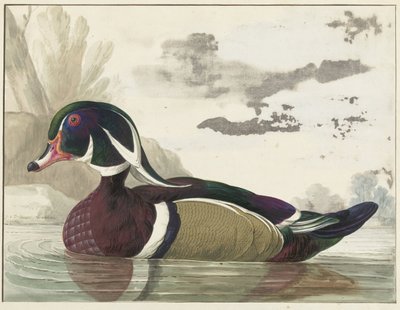 pato carolina de Gerrit van den Heuvel