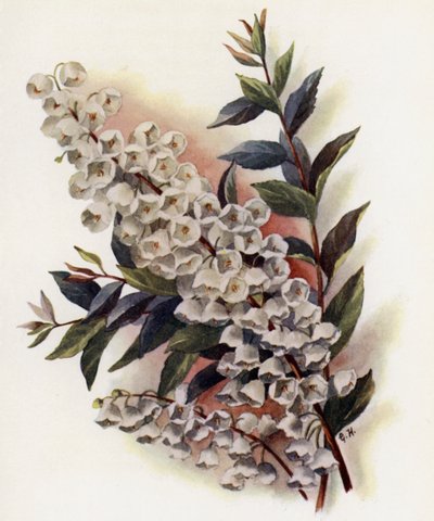 Linda botes V Cassinefolia de Gertrude Hamilton