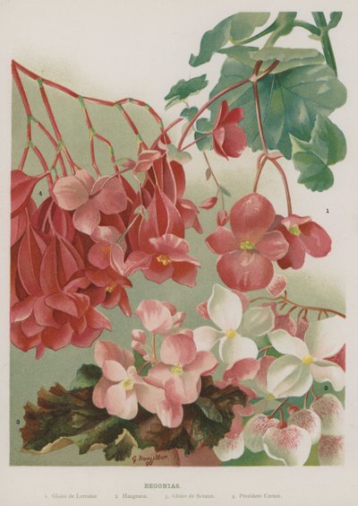 Begônias de Gertrude Hamilton