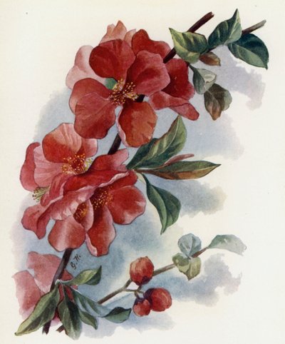 CARDEAL Cydonia Japnonica V de Gertrude Hamilton