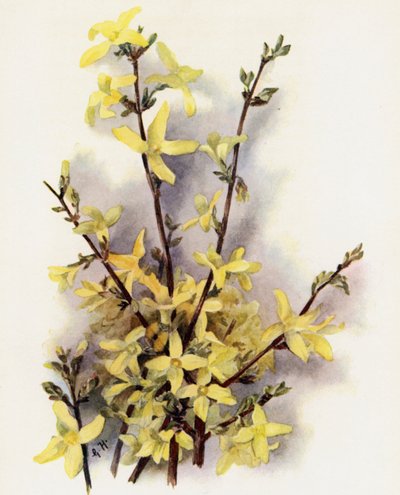 Forsythia Suspensa  de Gertrude Hamilton
