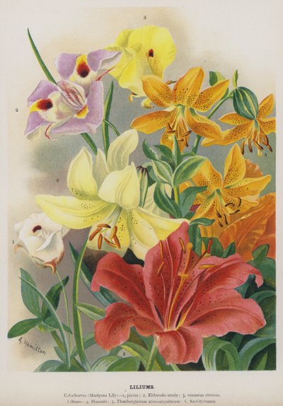 liliums de Gertrude Hamilton