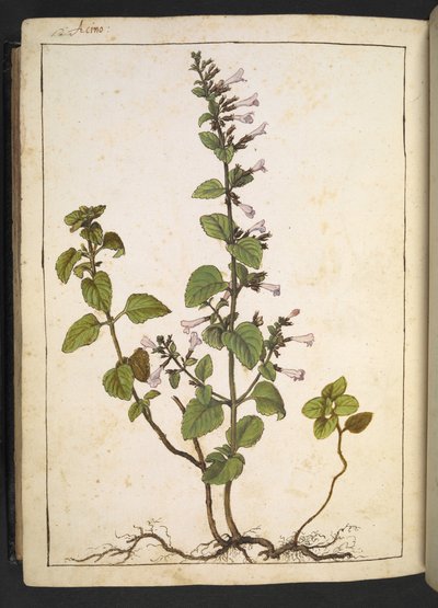 Acinos, Clinopodium: Planta lenhosa perene com flores tubulares, de "Paintings of Flora of the Roman States" de Gherardo Cibo, Add MS 22333, f175v, c.1564-84 (aguarela e guache sobre papel) de Gherardo Cibo