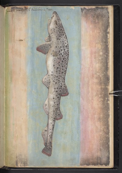 Adicionar MS 22333 f.66r, Peixe, de "Pinturas da flora dos Estados romanos", c.1564-84 (aguarela e guache sobre papel) de Gherardo Cibo