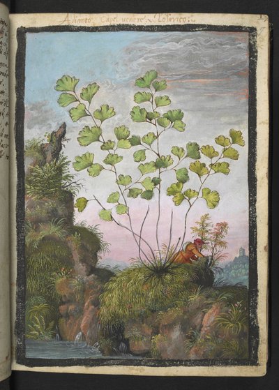 Adiantum capillus-veneris, de "Pinturas de Flora dos Estados Romanos" de Gherardo Cibo, Add MS 22333, f017r, c.1564-84 (aguarela e guache sobre papel) de Gherardo Cibo