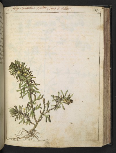 Ajuga chamaepitys: Uma planta com folhas verdes e flores amarelas, de "Paintings of Flora of the Roman States" de Gherardo Cibo, Add MS 22333, f116r, c.1564-84 (aguarela e guache sobre papel) de Gherardo Cibo