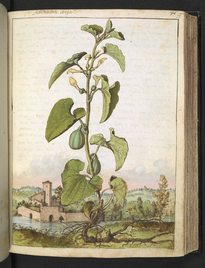 Aristolochia clematitis, de "Pinturas da Flora dos Estados Romanos" de Gherardo Cibo, Add MS 22333, f077r, c.1564-84 (aguarela e guache sobre papel) de Gherardo Cibo