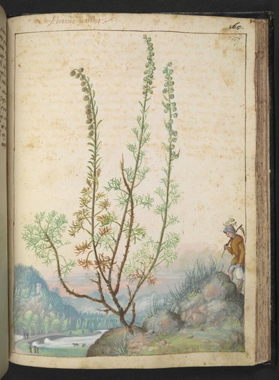 Artemisia abrotanum (madeira do sul), de "Pinturas da Flora dos Estados Romanos" de Gherardo Cibo, Add MS 22333, f157r, c.1564-84 (aguarela e guache sobre papel) de Gherardo Cibo