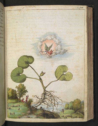 Asarum europaeum, de "Pinturas da Flora dos Estados Romanos" de Gherardo Cibo, Acrescentar MS 22333, f092r, c.1564-84 (aquarela e guache sobre papel) de Gherardo Cibo