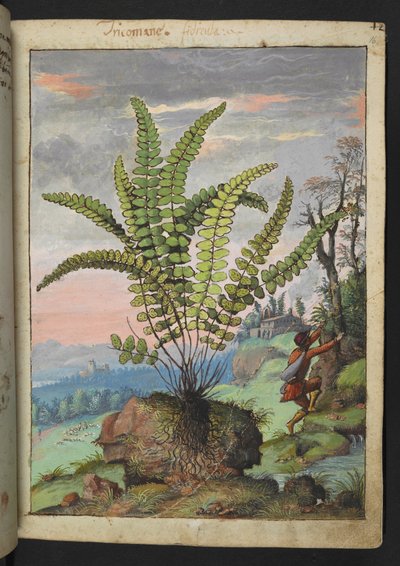Asplenium trichomanes, de "Pinturas de Flora dos Estados Romanos" de Gherardo Cibo, Add MS 22333, f016r, c.1564-84 (aguarela e guache sobre papel) de Gherardo Cibo