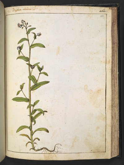 Buglossa, Anchusa azurea (Loddon Royalist), de "Pinturas da Flora dos Estados Romanos" de Gherardo Cibo, Adicionar MS 22333, f153r, c.1564-84 (aquarela e guache sobre papel) de Gherardo Cibo