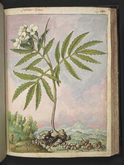 Cardamine heptaphylla, de "Pinturas da Flora dos Estados Romanos" de Gherardo Cibo, Acrescentar MS 22333, f127r, c.1564-84 (aquarela e guache sobre papel) de Gherardo Cibo