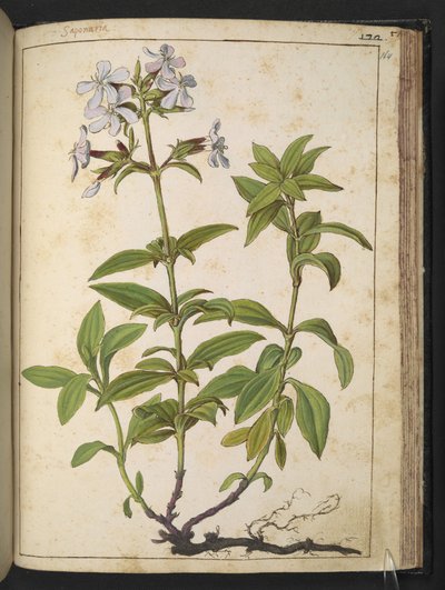 Caryophyllaceae (Sarau): um género de plantas florais da família rosa, de "Pinturas da Flora dos Estados Romanos" de Gherardo Cibo, Add MS 22333, f164r, c.1564-84 (aguarela e guache sobre papel) de Gherardo Cibo