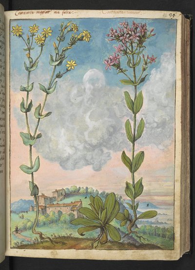 Centaurium erythraea, de "Pinturas da Flora dos Estados Romanos" de Gherardo Cibo, Acrescentar MS 22333, f042r, c.1564-84 (aquarela e guache sobre papel) de Gherardo Cibo